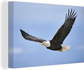 Canvas Schilderij Amerikaanse zeearend - Adelaar - Vliegend - Vogels - 60x40 cm - Wanddecoratie