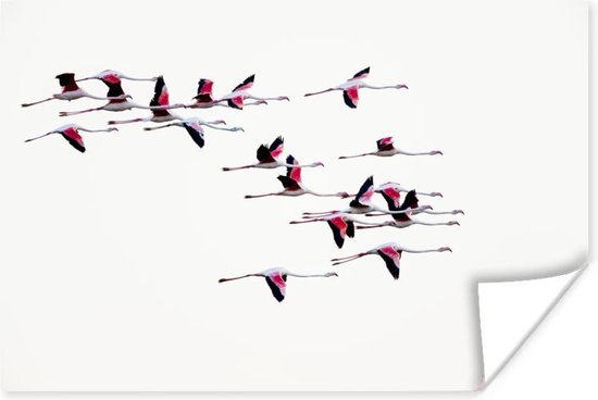 Poster Een zwerm flamingo's vliegt door de lucht - 60x40 cm