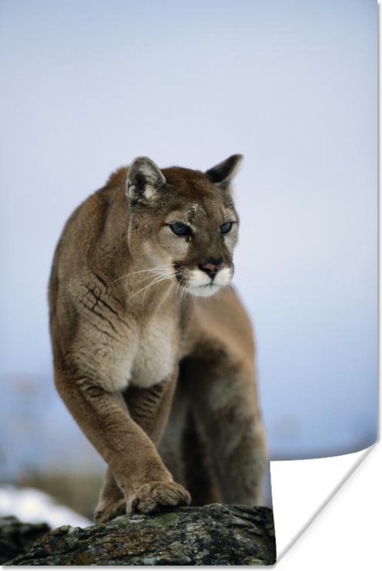 Poster Puma on rock 120x180 cm - Tirage photo sur Poster (décoration murale salon / chambre) / Poster Animaux XXL / Groot format!