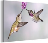 Un colibri calliope mâle et femelle Aluminium 30x20 cm - petit - Tirage photo sur aluminium (décoration murale métal)