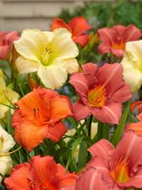 40x Daglelies 'Hemerocallis mix'  bloembollen met bloeigarantie