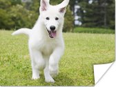 Poster Een witte Duitse Herder puppy - 80x60 cm
