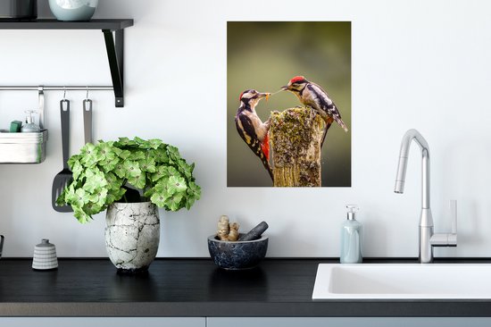 Deux grands pics à fourrure se disputent la nourriture Poster 30x40 cm - petit - Tirage photo sur Poster (décoration murale salon / chambre)