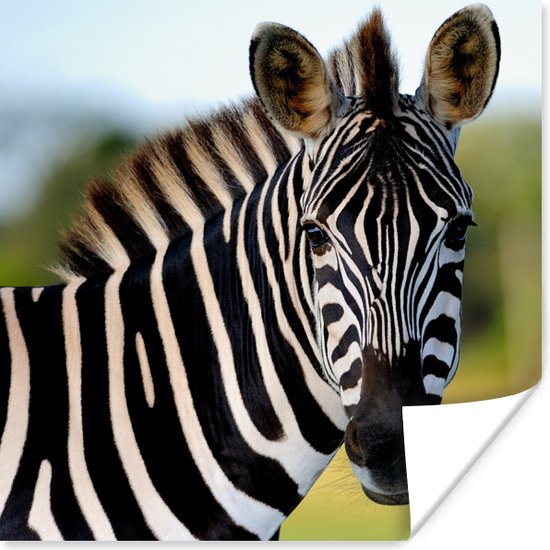 Poster Close-up zebra - 50x50 cm