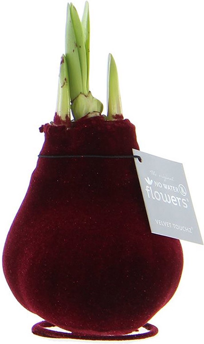 Wax Amaryllis Velvet Touchz Bordeaux | Prachtige Wax Amaryllis voor in huis |