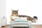 Behang - Fotobehang Studio shot van een kleurrijke Maine Coon kat - Breedte 390 cm x hoogte 260 cm