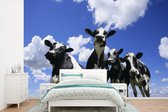 Papier peint vinyle - Quatre vaches frisonnes sous un ciel nuageux largeur 420 cm x hauteur 280 cm - Tirage photo sur papier peint (disponible en 7 tailles)