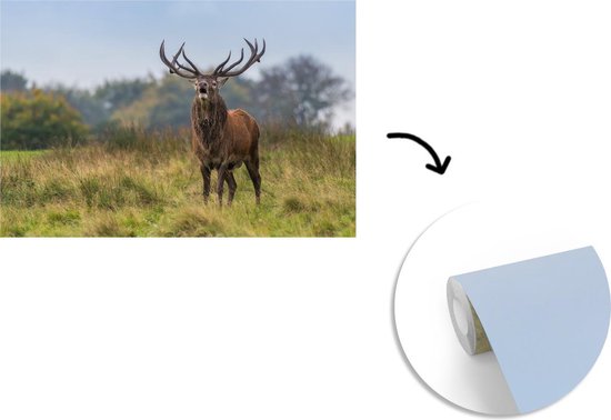 Papier peint photo peint vinyle - Cerf mâle dans la prairie largeur 330 cm x hauteur 220 cm - Tirage photo sur papier peint (disponible en 7 tailles)