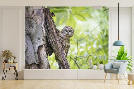 Papier peint photo peint photo vinyle - Chouette fauve rayée largeur 375 cm x hauteur 300 cm - Tirage photo sur papier peint (disponible en 7 tailles)