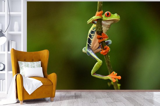 Papier peint Papier peint photo en vinyle - Grenouille ara aux yeux rouges dans la jungle largeur 330 cm x hauteur 220 cm - Tirage photo sur papier peint (disponible en 7 tailles)