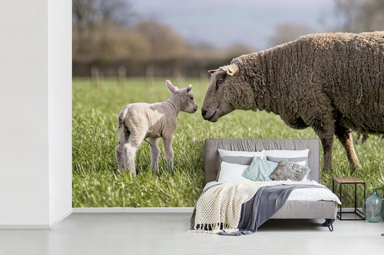 Papier peint photo vinyle - Mouton salue son agneau dans la prairie largeur 390 cm x hauteur 260 cm - Tirage photo sur papier peint (disponible en 7 tailles)