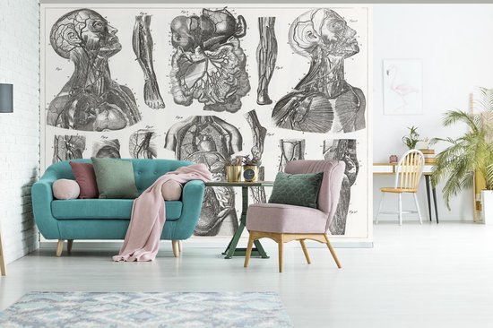 Papier peint photo peint vinyle - Ancienne illustration du système cardiovasculaire largeur 375 cm x hauteur 300 cm - Tirage photo sur papier peint (disponible en 7 tailles)