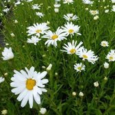 6x Leucanthemum (S) ‘Polaris’ - Margriet - Pot 9x9 cm