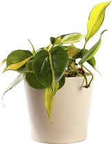 Plant in hydrocultuur systeem van Botanicly: Philodendron scandens Variegata met weinig onderhoud – in crème kleurig hydrocultuur sierpot – Hoogte: 5 cm