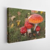 Canvas schilderij - Autumn flybane mashroom on the grass  -     1484027501 - 115*75 Horizontal