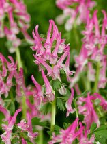 150x Bijgoed 'Corydalis beth evans solida'  bloembollen met bloeigarantie