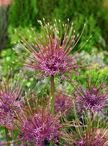12x Allium 'Schubertii'  bloembollen met bloeigarantie
