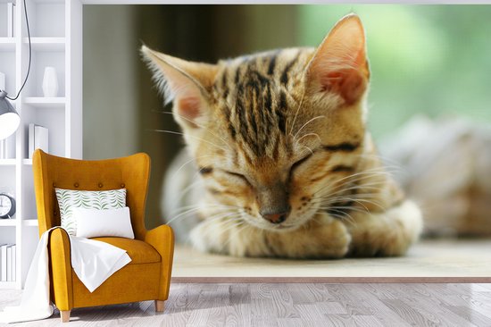 Papier peint photo peint vinyle - Un chaton endormi largeur 390 cm x hauteur 260 cm - Tirage photo sur papier peint (disponible en 7 tailles)