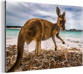Wallaby on the beach Aluminium 120x80 cm - Tirage photo sur aluminium (décoration murale en métal)