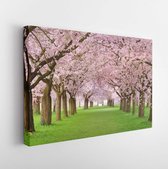 Rijen van prachtig bloeiende kersenbomen op een groen gazon -Modern Art Canvas -Horizontaal - 44202832 - 40*30 Horizontal