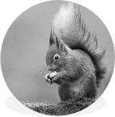 Cercle mural - Plastique - Écureuil roux - noir et blanc - ⌀ 60 cm - Cercle mural