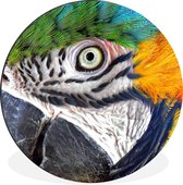 WallCircle - Wandcirkel - Muurcirkel - Close-up van een kleurrijke papegaai - Aluminium - Dibond - ⌀ 60 cm - Binnen en Buiten