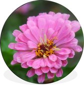 WallCircle - Wandcirkel - Muurcirkel - Roze bloemen van de zinnia in de tuin - Aluminium - Dibond - ⌀ 140 cm - Binnen en Buiten