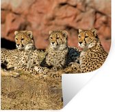 Stickers Stickers muraux - Mère Cheetah et petits - 80x80 cm - Film adhésif