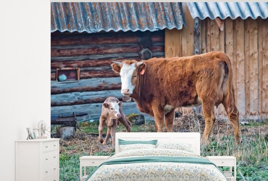 Papier peint photo peint vinyle - Vache brune avec veau largeur 325 cm x hauteur 260 cm - Tirage photo sur papier peint (disponible en 7 tailles)