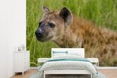 Behang - Fotobehang Hyena - Afrika - Gras - Breedte 305 cm x hoogte 220 cm