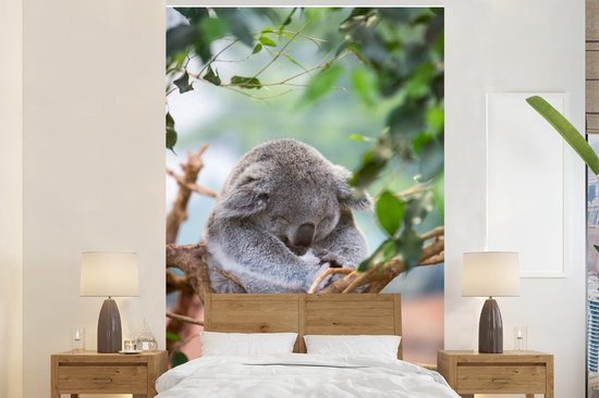 Papier peint - Papier peint photo - Un koala sur une branche - Largeur 200  cm x