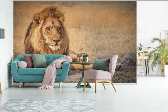 Papier peint - Papier peint photo Papier peint photo - Gros plan - Savane - Largeur 600 cm x hauteur 400 cm