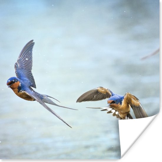 Affiche Hirondelles - Water - Blauw - 100x100 cm XXL