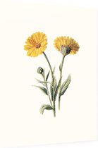 Goudsbloem 2 (Common Marigold White) - Foto op Dibond - 30 x 40 cm