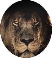 Leeuw op zwarte achtergrond - Foto op Dibond - ⌀ 40 cm