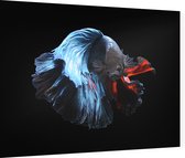 Blauwe siamese kempvis op zwarte achtergrond - Foto op Dibond - 40 x 30 cm
