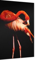 Flamingo op zwarte achtergrond - Foto op Dibond - 40 x 60 cm