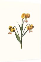 Turkse Lelie (Martagon Lily White) - Foto op Dibond - 60 x 80 cm