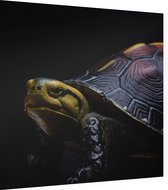 Schildpad op zwarte achtergrond - Foto op Dibond - 80 x 80 cm