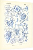 Hormiphora - Ctenophorae (Kunstformen der Natur), Ernst Haeckel - Foto op Dibond - 60 x 80 cm