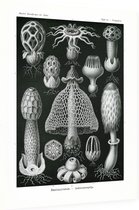 Dictyophora - Basimycetes (Kunstformen der Natur), Ernst Haeckel - Foto op Dibond - 60 x 80 cm