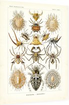 Epeira - Arachnida (Kunstformen der Natur), Ernst Haeckel - Foto op Dibond - 60 x 80 cm