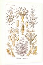 Diphasia - Sertulariae (Kunstformen der Natur), Ernst Haeckel - Foto op Dibond - 60 x 80 cm