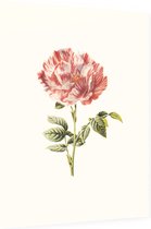 Darnastroos (York Lancaster Rose White) - Foto op Dibond - 60 x 80 cm