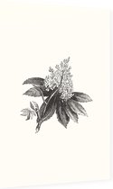 Paardenkastanje zwart-wit (Horse Chestnut Flower) - Foto op Dibond - 60 x 90 cm