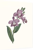 Orchidee Aquarel 1 (Orchid) - Foto op Dibond - 60 x 80 cm