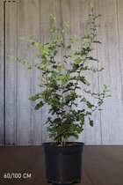10 stuks | Meidoornhaag Pot 60-100 cm - Bladverliezend - Bloeiende plant - Inbraakwerend - Populair bij vogels