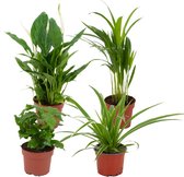 ZynesFlora - Luchtzuiverende Kamerplanten Mix - 4 Stuks - Ø 12-13 cm - Hoogte: 25-40 cm - Spathiphyllum - Areca lutescens - Chlorophytum - Coffea Arabica