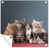 Tuinposters Kittens - Blauw - Roze - Meisjes - Kinderen - Jongens - Kind - 50x50 cm - Tuindoek - Buitenposter