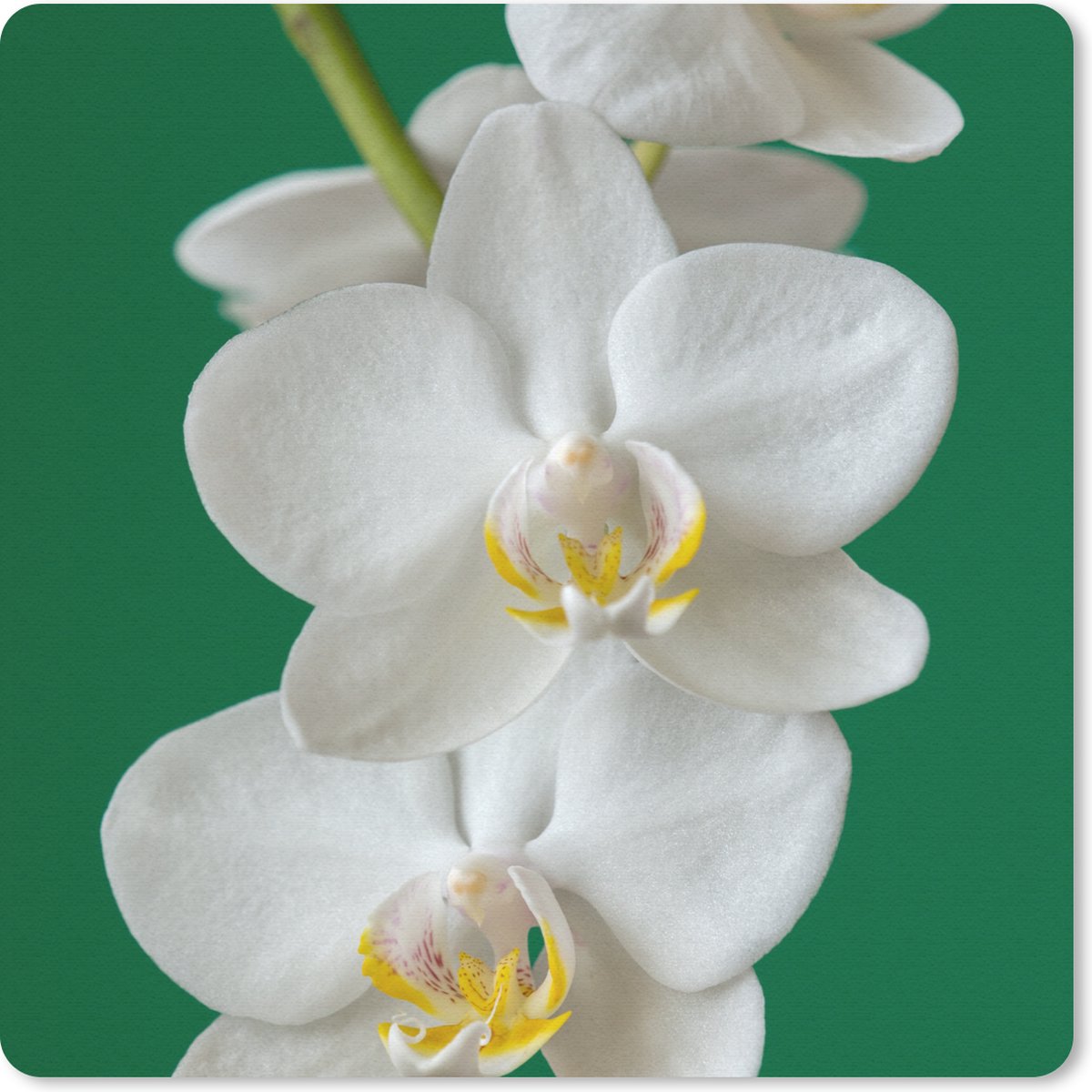 Muismat 20x20 cm - Mousepad Orchidee met groene achtergrond - Muismatten